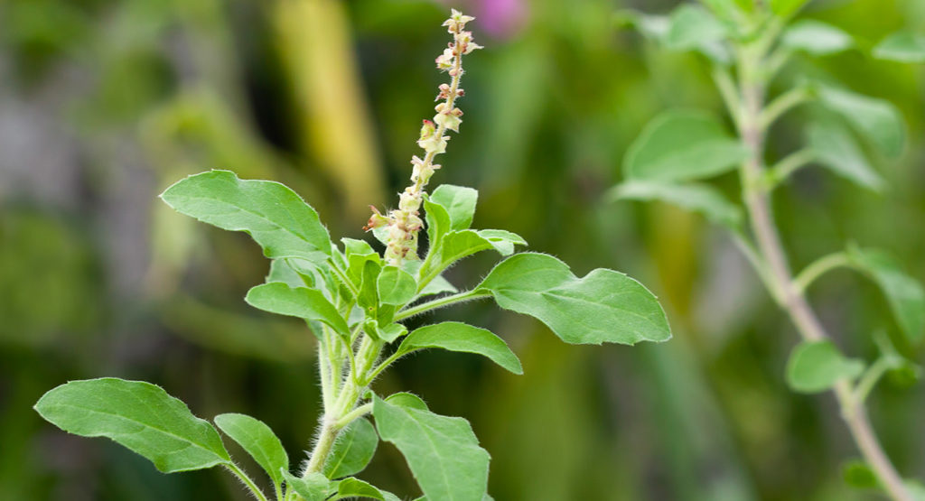 Le tulsi – l'incomparable basilic indien