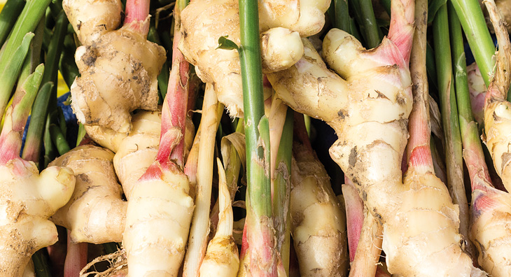 Ingwer - die scharfe Knolle