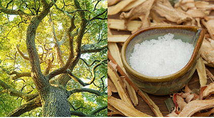 Portrait d'une plante