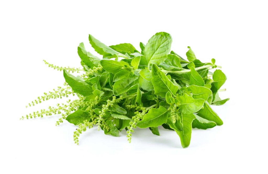 Tulsi