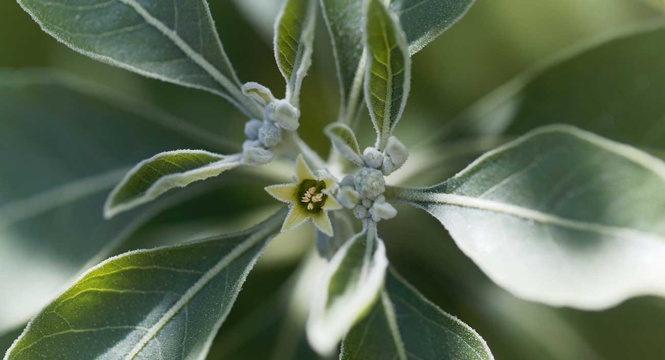 Ashwagandha – Eine multifunktionale Pflanze mit vielsagendem Namen